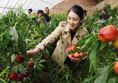 蚂蚁村种植大棚油桃成农民致富好项目